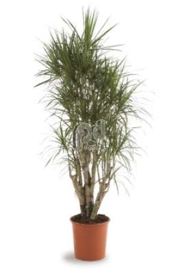 Драцена (Dracaena marginata vertakt)