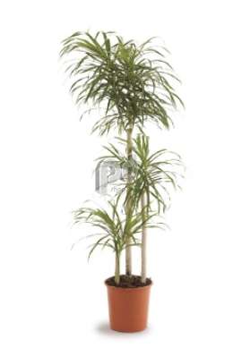 Драцена (Dracaena re Anita)