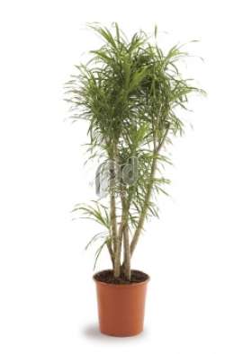 Драцена (Dracaena re Anita vertakt)