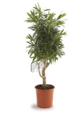 Драцена (Dracaena reflexa vertakt)