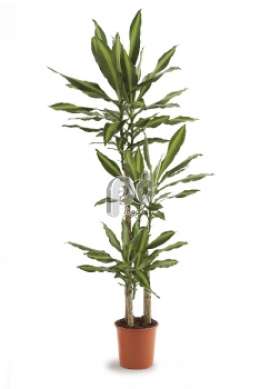 Драцена (Dracaena steud Cintho)