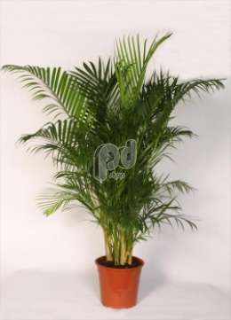 Пальма (Areca Lutescens)