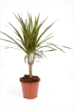 Драцена (Dracaena Marginata stam meerkop)