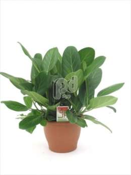 Фикус (Ficus benghalensis Audrey clump)