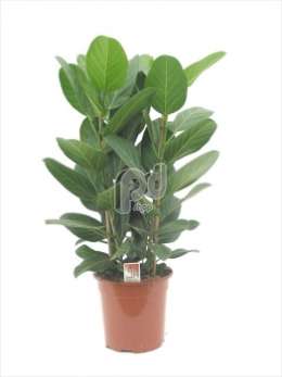 Фикус (Ficus benghalensis Audrey toef planten per pot)
