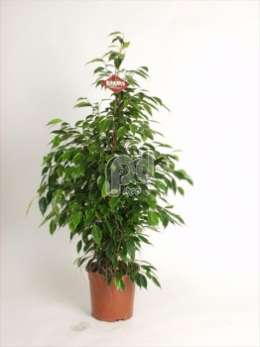 Фикус (Ficus benjamina pyramide)