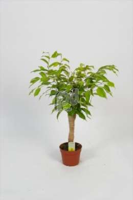 Фикус (Ficus benjamina op jute stam)