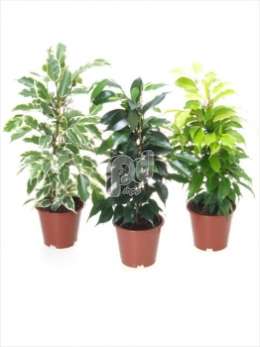 Фикус (Ficus benjamina gemengd pyramide Goldie, Samantha, Danielle)