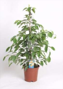 Фикус (Ficus benjamina Golden King)