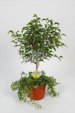 Фикус (Ficus benjamina Natasja op stam met Sunny)