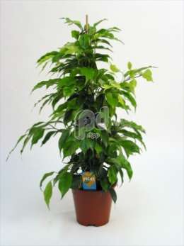 Фикус (Ficus benjamina pyramide met Ficus Forever etiket)