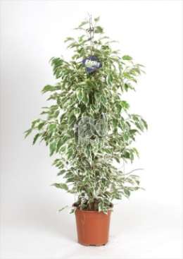 Фикус (Ficus benjamina Starlight)