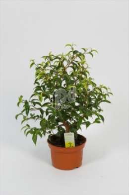 Фикус (Ficus benjamina Wiandi bonsai vorm)