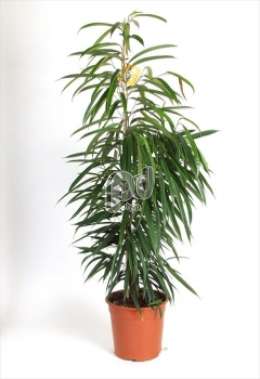 Фикус (Ficus binnendijckii Alii)