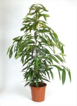 Фикус (Ficus binnendijckii Amstel King)