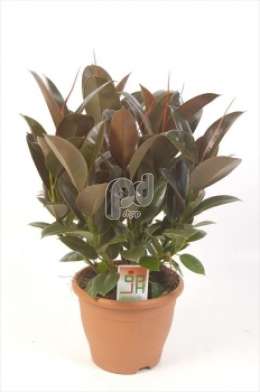 Фикус (Ficus elastica Melany clump)