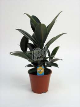 Фикус (Ficus elastica Melany vertakt met Ficus Forever etiket)