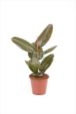 Фикус (Ficus elastica Robusta)