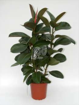 Фикус (Ficus elastica Robusta vertakt)