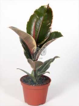 Фикус (Ficus elastica Tineke)