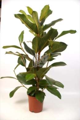 Фикус (Ficus Velvet)