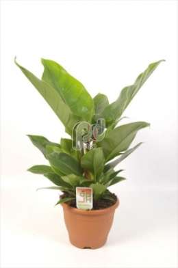 Филодендрон (Philodendron Imperial in deco pot)