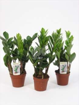 Замиокулкас (Zamioculcas)