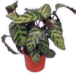 Калатея (Calathea greenstar)