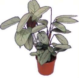 Калатея (Calathea greystar)