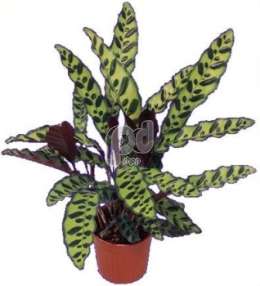 Калатея (Calathea insignis lansifolia)