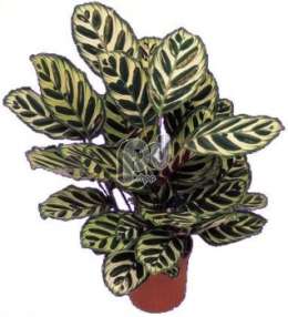 Калатея (Calathea makoyana)