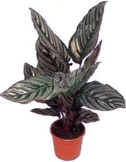 Калатея (Calathea ornata)