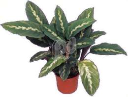 Калатея (Calathea queen)