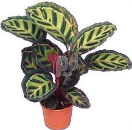 Калатея (Calathea roseo picta)