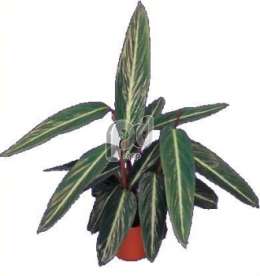 Калатея (Calathea stripstar)