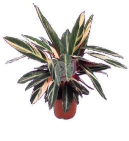 Калатея (Calathea triostar)