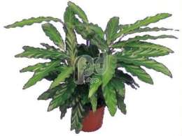 Калатея (Calathea tropistar)