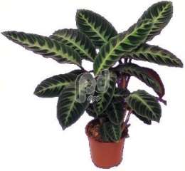 Калатея (Calathea warscewiczii)