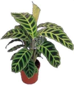 Калатея (Calathea zabrina)