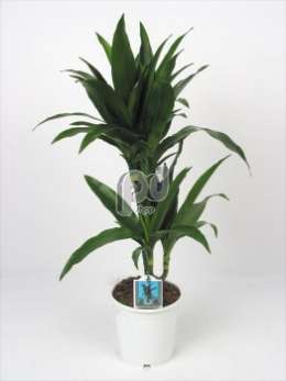 Драцена (Dracaena Deremensis Janet Graig)