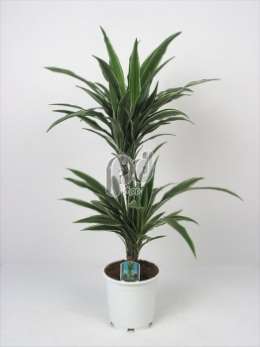 Драцена (Dracaena Deremensis Warneckei)