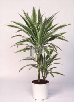 Драцена (Dracaena Deremensis White Stripe)