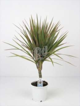 Драцена (Dracaena Marg. Bicolor stam)