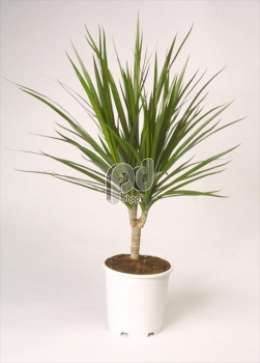 Драцена (Dracaena Marginata stam)