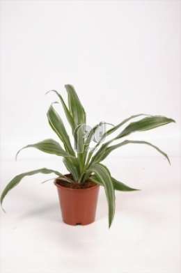 Драцена (Dracaena Warneckei kopstek)