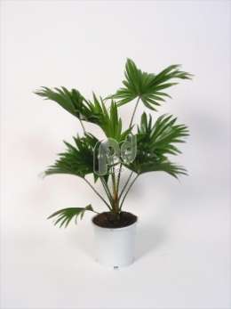 Ливистона (Livistona rotundifolia)