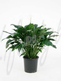 Спатифиллум (Spathiphyllum alfa)