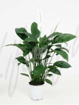 Спатифиллум (Spathiphyllum figaro)