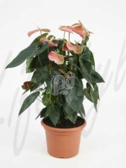 Антуриум (Anthurium andrianum rosa)