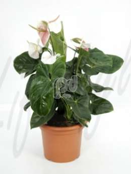 Антуриум (Anthurium andrianum white)